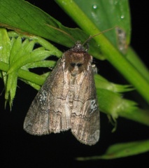 Tethea ocularis