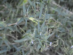 Carlowrightia parviflora