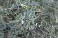 Carlowrightia parviflora