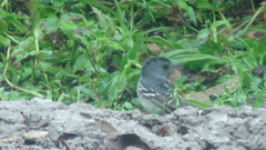 Thamnophilus caerulescens