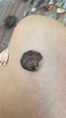 Chione elevata