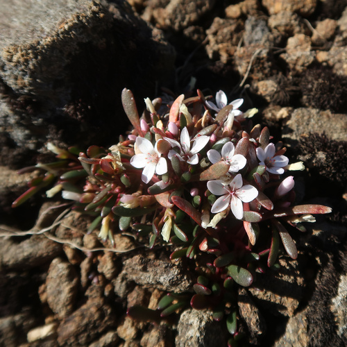 Image of White Purslane (Montia australasica) by no rights reserved