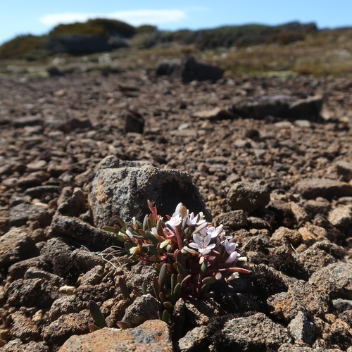 Image of White Purslane (Montia australasica) by no rights reserved
