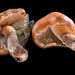 Psilocybe muliercula - Photo 由 Alan Rockefeller 所上傳的 (c) Alan Rockefeller，保留部份權利CC BY