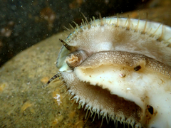 Haliotis virginea virginea