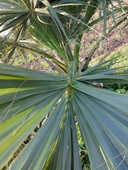 Sabal mexicana