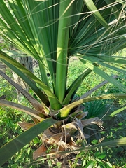 Sabal mexicana