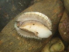 Haliotis virginea virginea