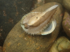 Haliotis virginea virginea