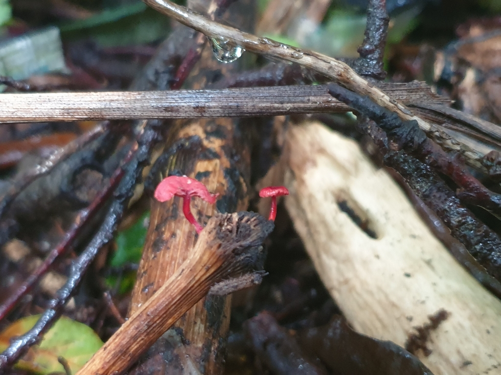 Ruby Bonnot ruby bonnet in January 2023 by squeakysneaker · iNaturalist