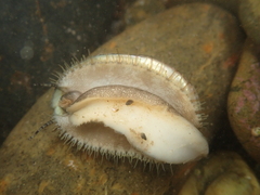 Haliotis virginea virginea