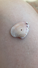 Hysteroconcha lupanaria