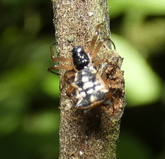 Micrathena picta