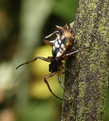 Micrathena picta