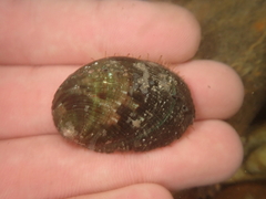 Haliotis virginea virginea