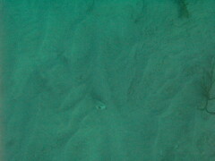 Lactophrys triqueter