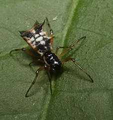 Micrathena picta