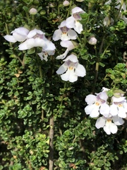 Prostanthera cuneata