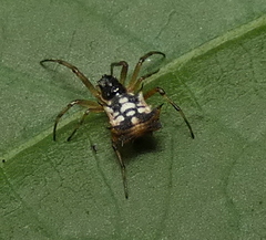 Micrathena picta