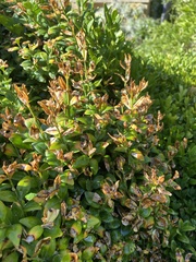 Buxus sempervirens