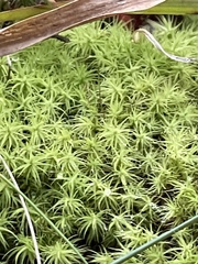 Bartramia pomiformis