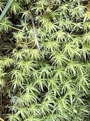 Bartramia pomiformis