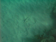 Mulloidichthys martinicus