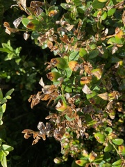Buxus sempervirens