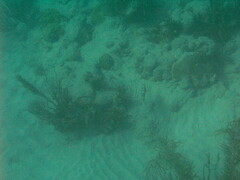 Halichoeres radiatus