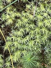 Bartramia pomiformis