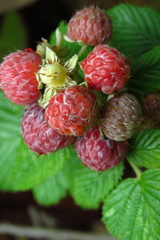 Rubus niveus
