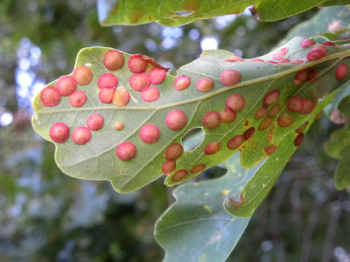 Common Spangle Gall Wasp