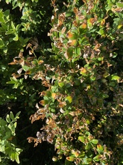 Buxus sempervirens