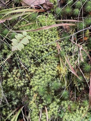 Bartramia pomiformis