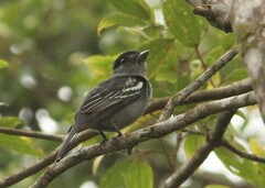 Pachyramphus polychopterus