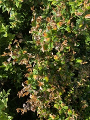 Buxus sempervirens