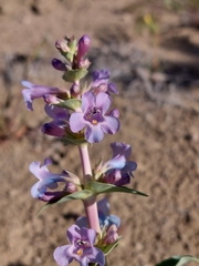 Penstemon nitidus