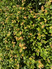 Buxus sempervirens