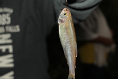 Characiformes