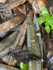 Cryptomarasmius corbariensis