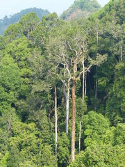 Dipterocarpus indicus