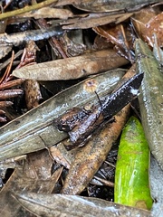 Cryptomarasmius corbariensis