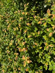Buxus sempervirens