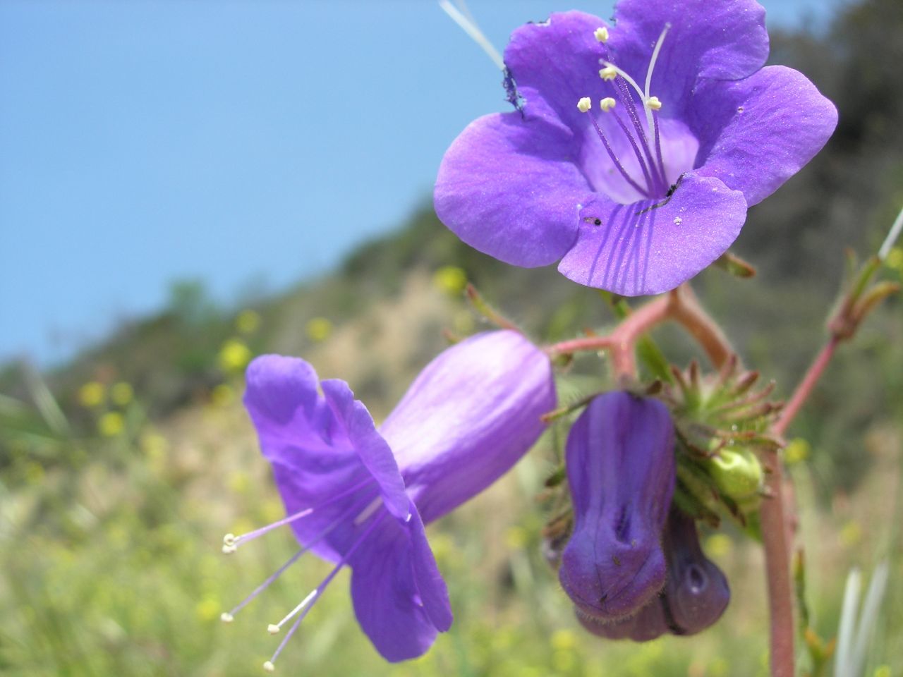 Phacelia minor