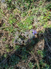 Salvia tricuspidata