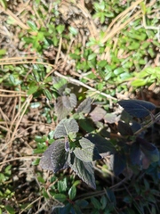 Salvia tricuspidata