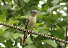 Pachyramphus polychopterus