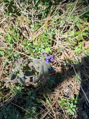 Salvia tricuspidata