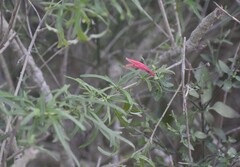 Dicliptera sexangularis