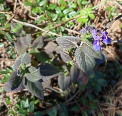 Salvia tricuspidata